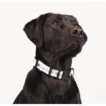 Custom Full Color 1'' Wide Adjustable Pet Collar - 1
