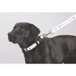 Custom Full Color 1'' Wide Premium Pet Leash - 2