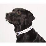 Custom Full Color 1'' Wide Adjustable Pet Collar - 2