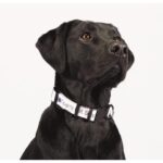 Custom Full Color 1'' Wide Adjustable Pet Collar - 3