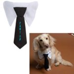 Custom Paws & Claws Pet Neck Tie Collar