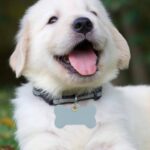 Custom PU Leather pet identification name tag - 9